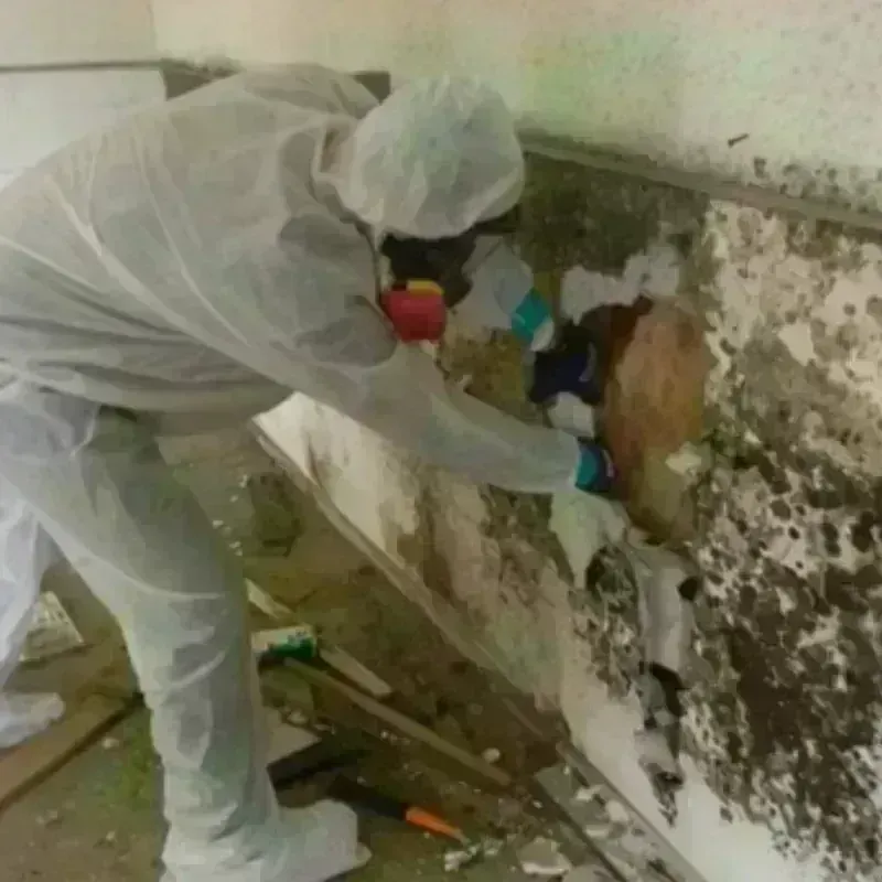 Mold Remediation and Removal in Odenville, AL